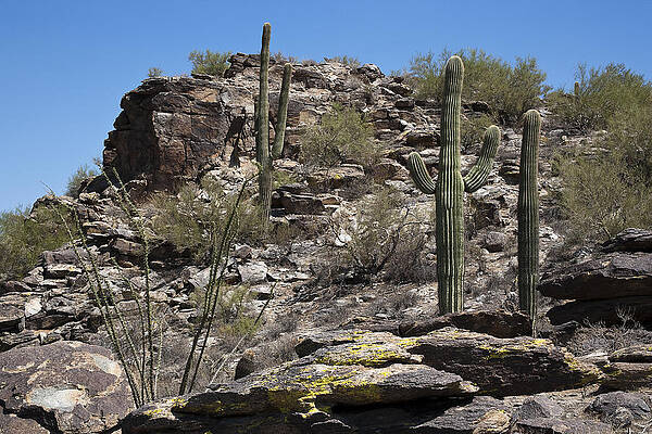Nature Wall Art featuring the photograph Desert Southwest by Kelley King