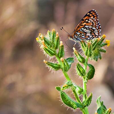 Arizona Photograph - Desert Spring Life by Tatiana Travelways