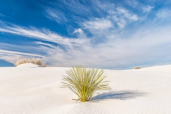 Wall Art featuring the photograph Desert Trio - White Sands National Monument Photograph by Duane Miller