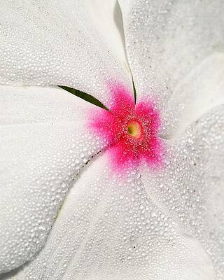 Wall Art featuring the photograph Dew-sprinkled Periwinkle by KJ Swan