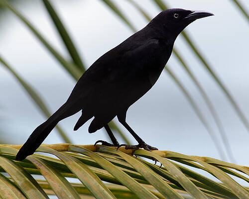 Wild Wall Art featuring the photograph Diagonals -- Carib Grackle At Millet Bird Sanctuary, St. Lucia by Darin Volpe
