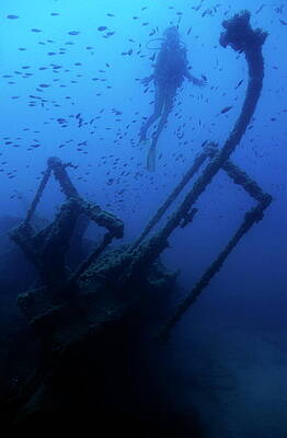 Animal Wall Art featuring the photograph Diver Exploring The Dalton Shipwreck With A School Of Fish Swimming by Sami Sarkis Photography