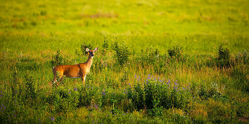 Wall Art featuring the photograph Whitetail Doe In Prairie Clover by Jeff Phillippi