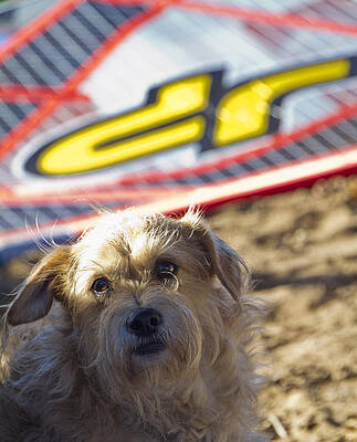 Animal Photograph - Dog Waiting For Its Owner by Waterdancer
