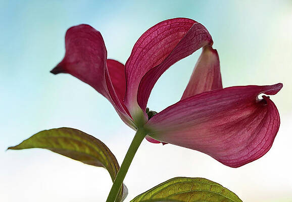 Delicate Wall Art featuring the photograph Dogwood Ballet 3 by Shirley Mitchell