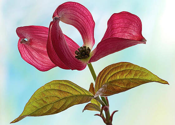 Delicate Wall Art featuring the photograph Dogwood Ballet 4 by Shirley Mitchell