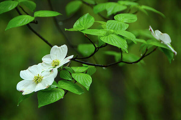 Wall Art featuring the photograph Dogwoods In Harpers Ferry National Historical Park by Raymond Salani III