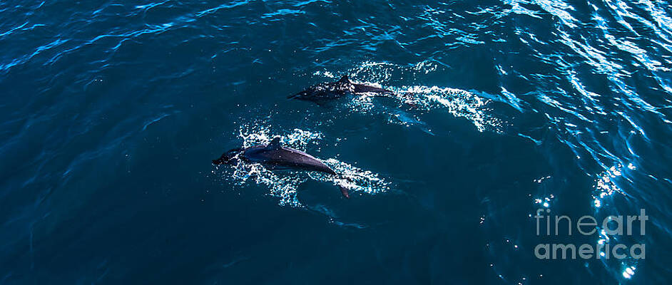 Wall Art featuring the photograph Dolphin Pair by Blake Webster
