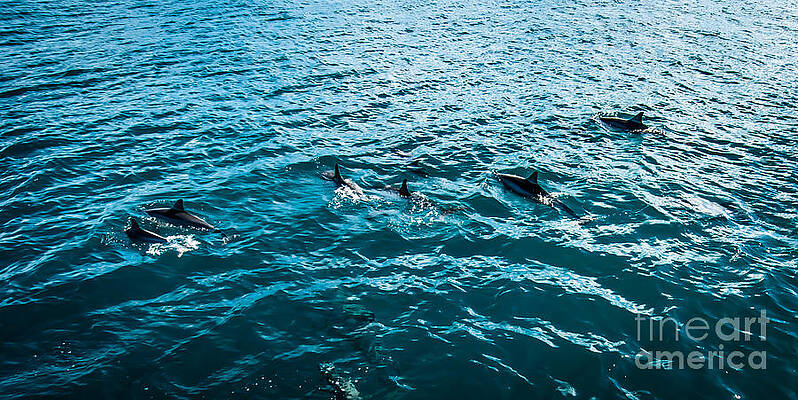 Wall Art featuring the photograph Dolphins Off Of The Na Pali Coast by Blake Webster