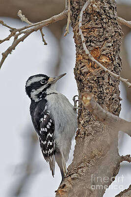 Winter Photograph - Downey Woodpecker In Winter by Natural Focal Point Photography