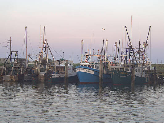 Wall Art featuring the photograph Dragger by Robert Newman