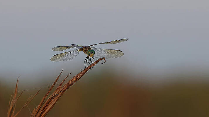 Wall Art featuring the photograph Dragongly by Alberto Audisio