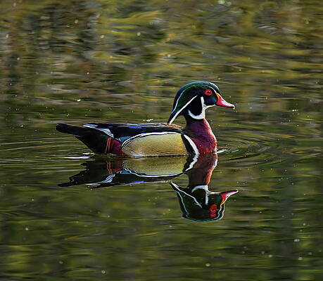 Spring Photograph - Drake Wood Duck In Breeding Plumage by Dale Kauzlaric