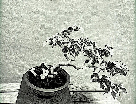 Textured Photograph - Bonsai Lovers Gift - Dramatic Bonsai by Onedayoneimage Photography