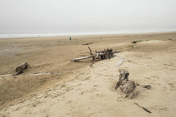 Oregon Wall Art featuring the photograph Driftwood On Heceta Beach by Tom Cochran