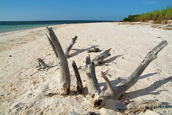 Beach Wall Art featuring the photograph Driftwood Sticking Out Of A White Sand Beach by Sami Sarkis Photography