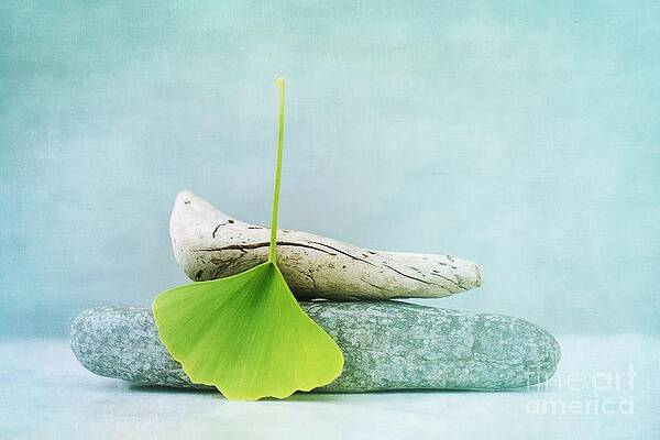 Gingko Leaf on Driftwood and Stones Wall Art
