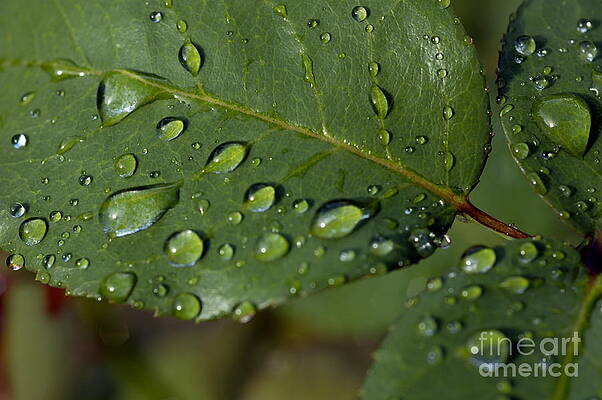 Wall Art featuring the photograph Drops On A Rose Leaf After A Rain Shower by Sami Sarkis Photography