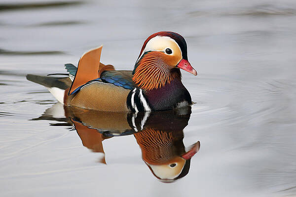 Bird Wall Art featuring the photograph Duck Reflection by Grant Glendinning
