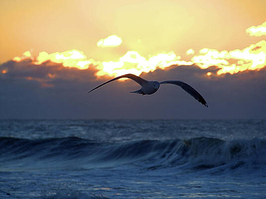 Photograph - Early Bird by Robert Newman