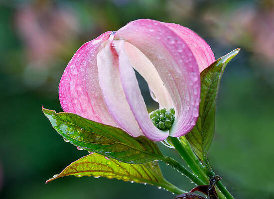 Flower Photograph - Early Morning Dogwood by Mary Jo Allen