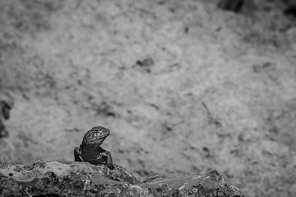 Wall Art featuring the photograph Eastern Collared Lizard 2 by Jeff Phillippi
