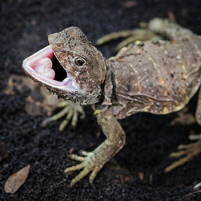 Wall Art featuring the photograph Eastern Collared Lizard by Jeff Phillippi