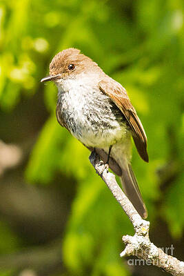 Minnesota Photograph - Eastern Phoebe On The Pond by Natural Focal Point Photography