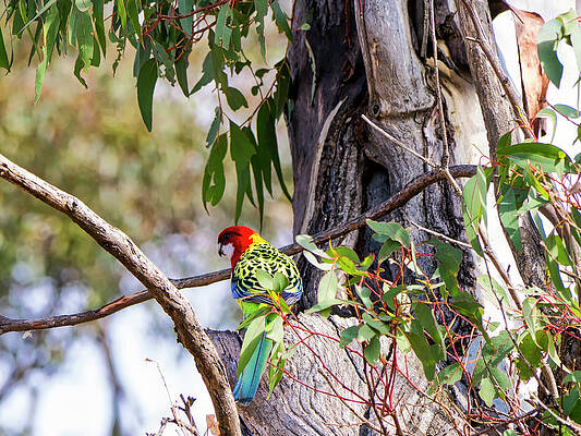 Wildlife Photograph - Eastern Rosella - Canberra - Australia by Steven Ralser
