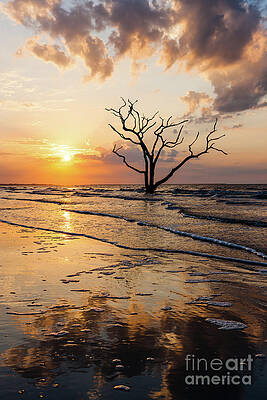 Serene Sunset Over Lonely Tree Wall Art