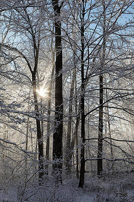 Beautiful Photograph - Effervescent by Todd Wilkinson