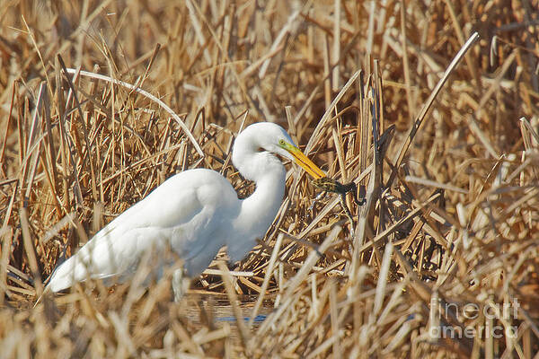 Marsh Photograph - Egret Breakfast by Natural Focal Point Photography