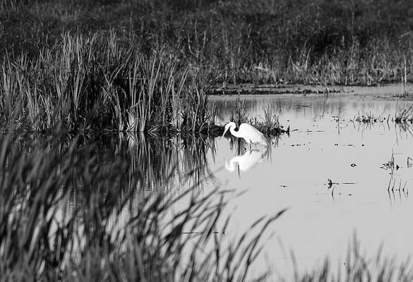 Reflection Photograph - Egret - Horicon Marsh - Wisconsin by Steven Ralser