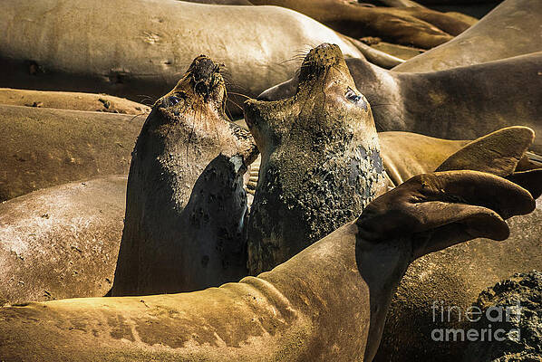 Wall Art featuring the photograph Elephant Seals Molting by Blake Webster