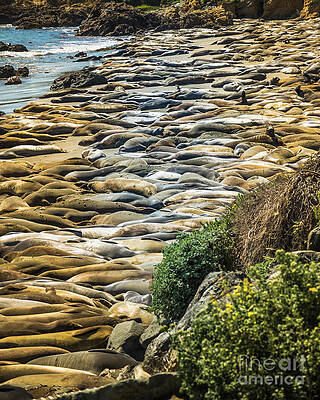 Wall Art featuring the photograph Elephant Seals Pierdras Blancas by Blake Webster