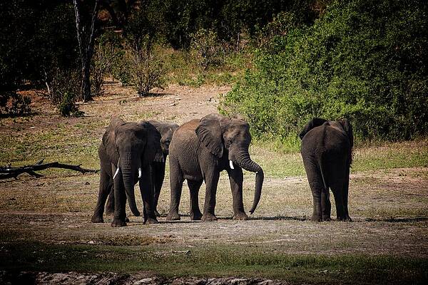 Wildlife Wall Art featuring the photograph Elephants In Chobe by Robert Grac