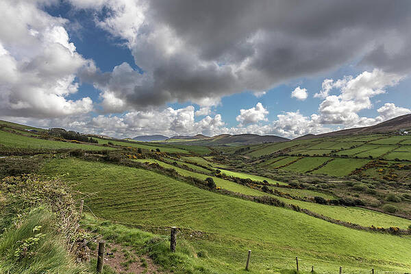 Wilkinson Wall Art featuring the photograph Emerald Vision by Todd Wilkinson