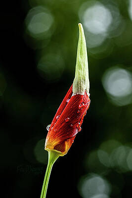 Wall Art featuring the photograph Emerging by Fred Denner