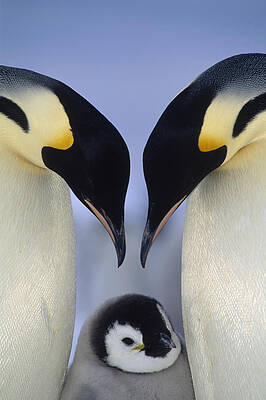 Emperor Penguin Family by Tui De Roy