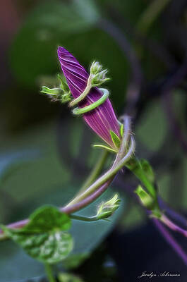 Photograph - Entwined by Jacalyn Ackerman