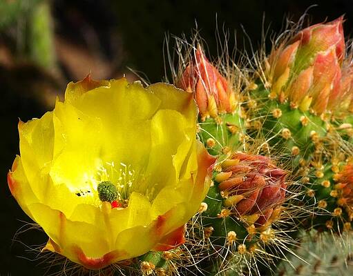 Silks Among Needles by Steven Robiner