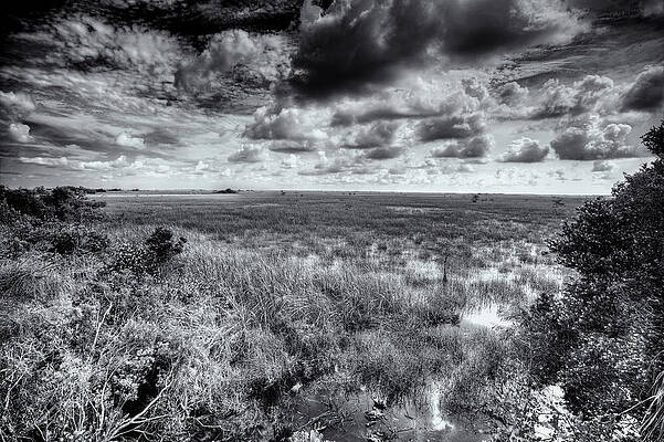 Florida Wall Art featuring the photograph Everglades by Alberto Audisio