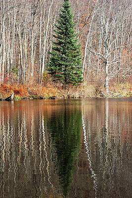 America Photograph - Evergreen - Buck Lake, Vermont by Darin Volpe