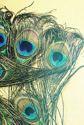 Vibrant Peacock Feathers Wall Art