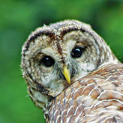 Bird Photograph - Eye On You by Gina Fitzhugh