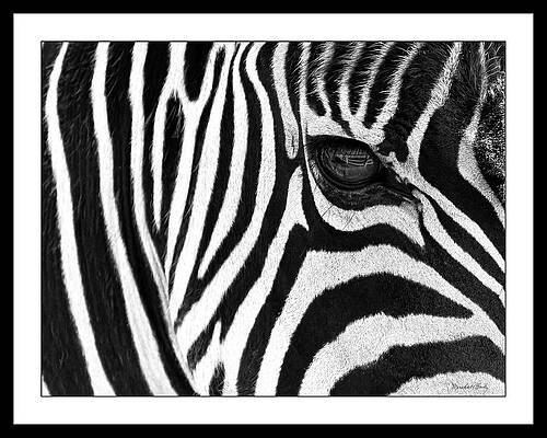 Photograph - Eye On You by Marshall Hurley