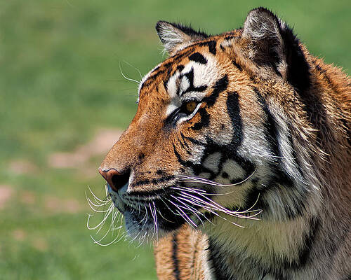 Nature Photograph - Ezekial's Stare by American Landscapes