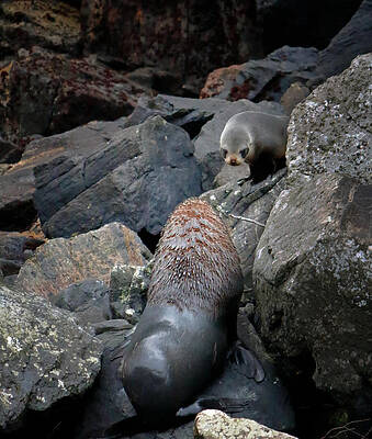 Rocky Photograph - Face Off by Nicholas Blackwell