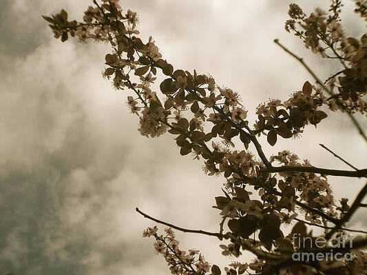 Nature Photograph - Faded Blooms by Onedayoneimage Photography