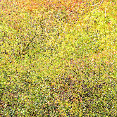 Abstract Wall Art featuring the photograph Fall Colors - Abstract by Shankar Adiseshan